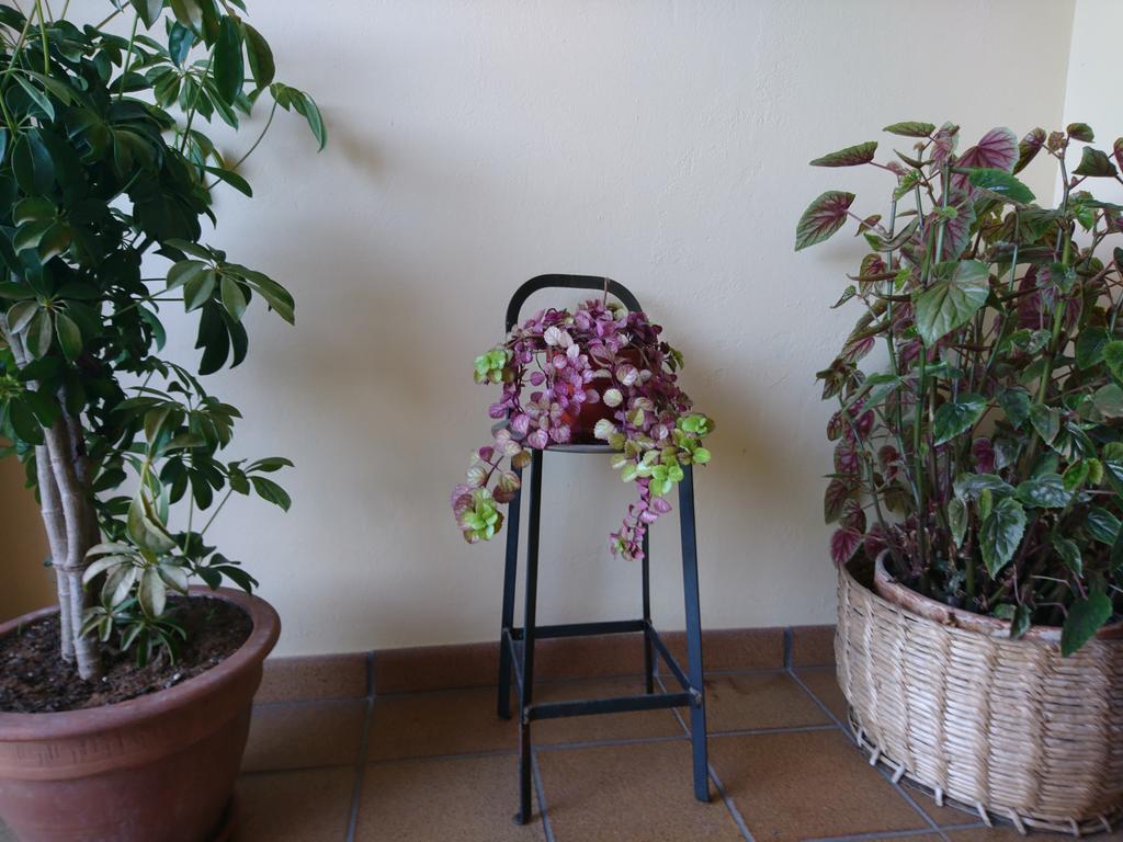 Posada El Jardin Сантилана дел Мар Екстериор снимка